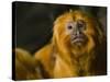 Golden Lion Tamarin (Leontopithecus Rosalia)-Scott T. Smith-Stretched Canvas