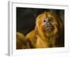 Golden Lion Tamarin (Leontopithecus Rosalia)-Scott T. Smith-Framed Photographic Print