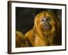 Golden Lion Tamarin (Leontopithecus Rosalia)-Scott T. Smith-Framed Photographic Print