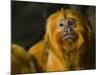 Golden Lion Tamarin (Leontopithecus Rosalia)-Scott T. Smith-Mounted Photographic Print