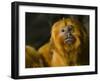 Golden Lion Tamarin (Leontopithecus Rosalia)-Scott T. Smith-Framed Photographic Print