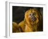 Golden Lion Tamarin (Leontopithecus Rosalia)-Scott T. Smith-Framed Photographic Print