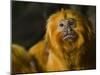 Golden Lion Tamarin (Leontopithecus Rosalia)-Scott T. Smith-Mounted Photographic Print