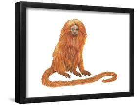 Golden Lion Tamarin or Golden Lion Marmoset (Leontideus Rosalia), Mammals-Encyclopaedia Britannica-Framed Poster