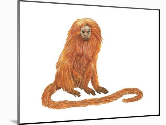 Golden Lion Tamarin or Golden Lion Marmoset (Leontideus Rosalia), Mammals-Encyclopaedia Britannica-Mounted Poster