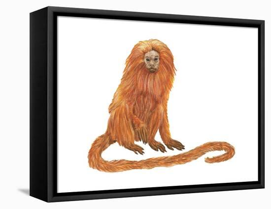 Golden Lion Tamarin or Golden Lion Marmoset (Leontideus Rosalia), Mammals-Encyclopaedia Britannica-Framed Stretched Canvas