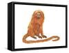 Golden Lion Tamarin or Golden Lion Marmoset (Leontideus Rosalia), Mammals-Encyclopaedia Britannica-Framed Stretched Canvas