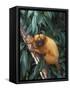 Golden Lion Tamarin-Tony Heald-Framed Stretched Canvas