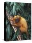 Golden Lion Tamarin-Tony Heald-Stretched Canvas