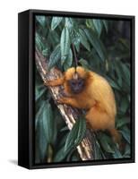 Golden Lion Tamarin-Tony Heald-Framed Stretched Canvas