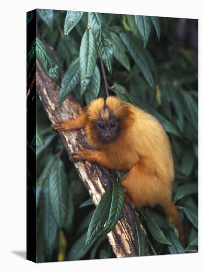 Golden Lion Tamarin-Tony Heald-Stretched Canvas