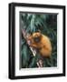Golden Lion Tamarin-Tony Heald-Framed Premium Photographic Print