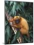 Golden Lion Tamarin-Tony Heald-Mounted Premium Photographic Print