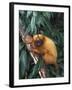 Golden Lion Tamarin-Tony Heald-Framed Photographic Print