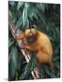 Golden Lion Tamarin-Tony Heald-Mounted Photographic Print