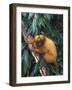 Golden Lion Tamarin-Tony Heald-Framed Photographic Print