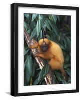 Golden Lion Tamarin-Tony Heald-Framed Photographic Print