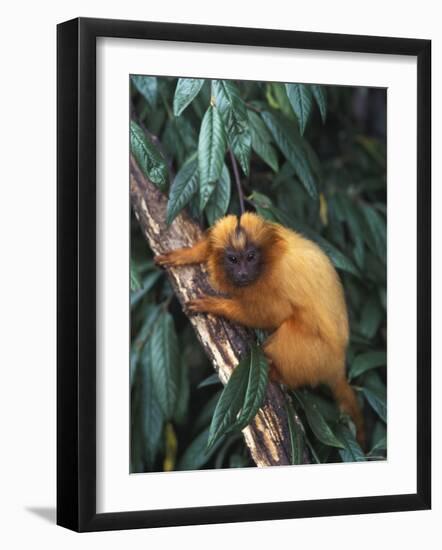 Golden Lion Tamarin-Tony Heald-Framed Photographic Print