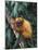 Golden Lion Tamarin-Tony Heald-Mounted Photographic Print