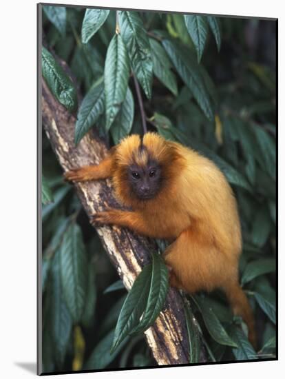 Golden Lion Tamarin-Tony Heald-Mounted Photographic Print