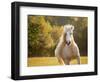 Golden Lit Horse IV-null-Framed Photographic Print