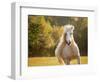 Golden Lit Horse IV-null-Framed Photographic Print