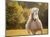 Golden Lit Horse IV-null-Mounted Photographic Print