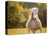 Golden Lit Horse IV-null-Stretched Canvas