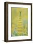 Golden Lupine-Rob Tilley-Framed Photographic Print