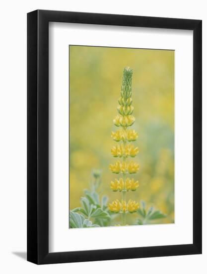 Golden Lupine-Rob Tilley-Framed Photographic Print