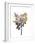 Golden Magnolia 2-Jesse Keith-Framed Art Print