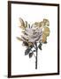 Golden Magnolia 2-Jesse Keith-Framed Art Print