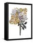 Golden Magnolia-Jesse Keith-Framed Stretched Canvas