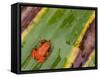 Golden Mantella Frog on Leaf, Madagascar-Edwin Giesbers-Framed Stretched Canvas