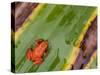 Golden Mantella Frog on Leaf, Madagascar-Edwin Giesbers-Stretched Canvas