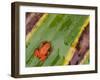 Golden Mantella Frog on Leaf, Madagascar-Edwin Giesbers-Framed Photographic Print