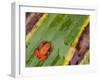 Golden Mantella Frog on Leaf, Madagascar-Edwin Giesbers-Framed Photographic Print