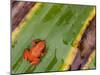 Golden Mantella Frog on Leaf, Madagascar-Edwin Giesbers-Mounted Photographic Print