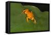 Golden Mantella (Mantella Aurantiaca), Madagascar, Africa-G &-Framed Stretched Canvas