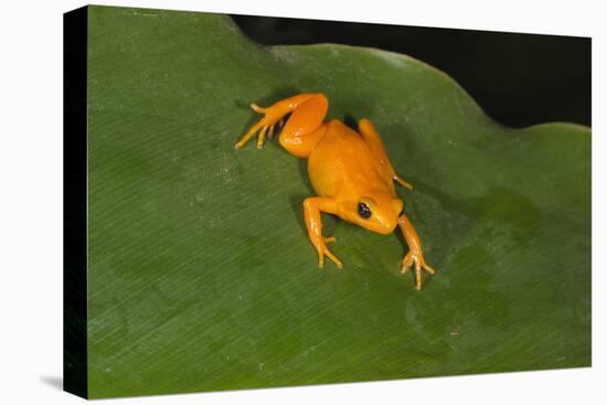 Golden Mantella (Mantella Aurantiaca), Madagascar, Africa-G &-Stretched Canvas