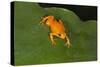 Golden Mantella (Mantella Aurantiaca), Madagascar, Africa-G &-Stretched Canvas