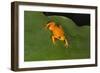 Golden Mantella (Mantella Aurantiaca), Madagascar, Africa-G &-Framed Photographic Print