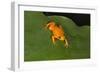 Golden Mantella (Mantella Aurantiaca), Madagascar, Africa-G &-Framed Photographic Print