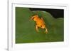 Golden Mantella (Mantella Aurantiaca), Madagascar, Africa-G &-Framed Photographic Print