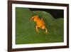 Golden Mantella (Mantella Aurantiaca), Madagascar, Africa-G &-Framed Photographic Print