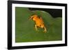 Golden Mantella (Mantella Aurantiaca), Madagascar, Africa-G &-Framed Photographic Print