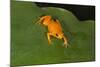 Golden Mantella (Mantella Aurantiaca), Madagascar, Africa-G &-Mounted Photographic Print