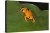 Golden Mantella (Mantella Aurantiaca), Madagascar, Africa-G &-Stretched Canvas