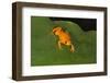 Golden Mantella (Mantella Aurantiaca), Madagascar, Africa-G &-Framed Photographic Print