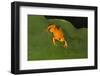 Golden Mantella (Mantella Aurantiaca), Madagascar, Africa-G &-Framed Photographic Print